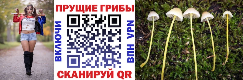 Псилоцибиновые грибы мицелий  Звенигово 